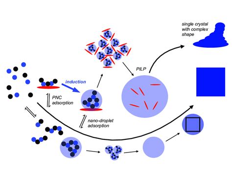 Schematic Illustration Of The Mechanism Of Nucleation According To The