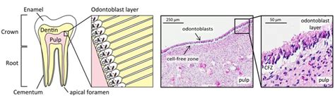 Spotlight On Human Dental Pulp Faculty Of Dentistry