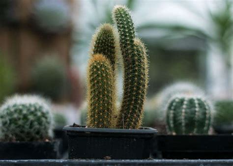 Ide Tanaman Hias Kecil Yang Cocok Jadi Souvenir Pernikahan