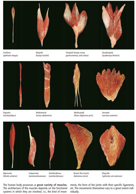 Anatomi Morfologi Dan Klasifikasi Mencit Mus Musculus Generasi Biologi ...