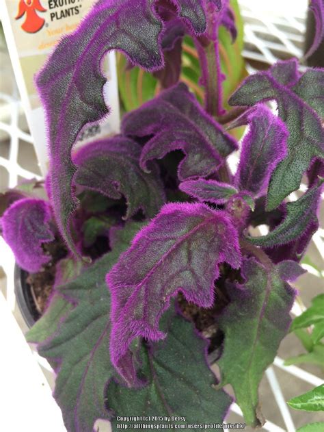 Photo Of The Leaves Of Purple Velvet Plant Gynura Aurantiaca Purple