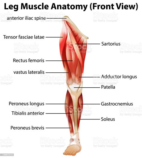 Anatomi Otot Kaki - 50+ Koleksi Gambar