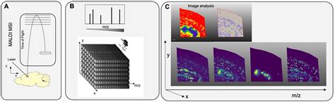 Maldi Imaging Mass Spectrometry University Of Gothenburg