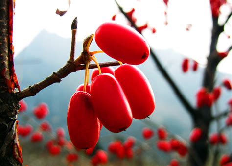 茱萸（常绿带香植物） 搜狗百科