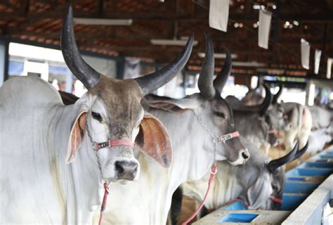 Abcz Faz Lan Amento Da Expozebu Na Noite Desta Ter A Feira Em