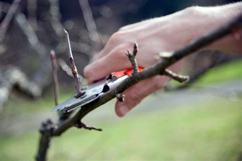 Jungen Apfelbaum Schneiden So Geht S Richtig