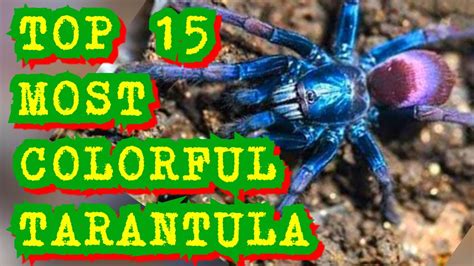 Top 15 Most Colorful Tarantulas Beautiful Youtube