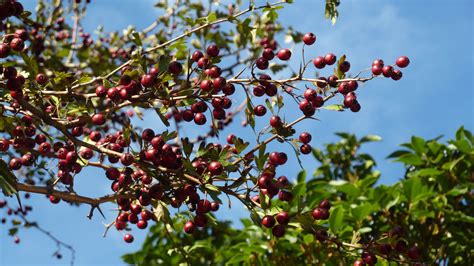 Fotos Gratis Rbol Naturaleza Rama Flor Cielo Fruta Baya Hoja