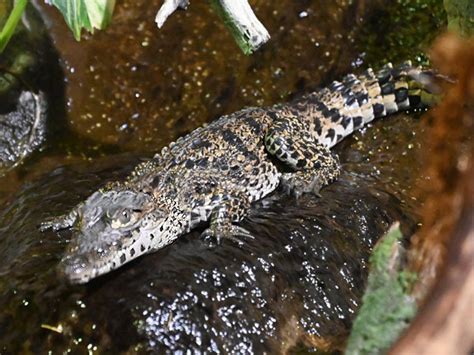 Crocodylus Rhombifer Cuban Crocodile In Tropicarium Kolmarden