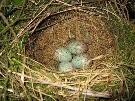 Mistle Thrush Nest | Mistle thrush, Backyard birds, Bird eggs