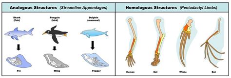 Analogous Structures and Homologous Structures. Biology Classroom, Biology Teacher, Teaching ...