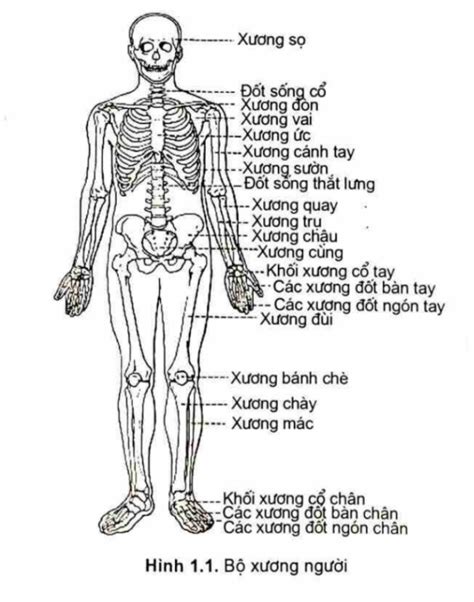 Kỹ năng Cách vẽ xương bàn tay cho nghệ sĩ vẽ tranh