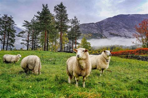 Sheep Mountains Norway Free Photo On Pixabay Pixabay