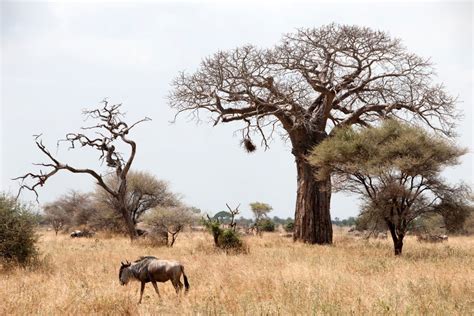 Tarangire Nationalpark Tanzania Specialist