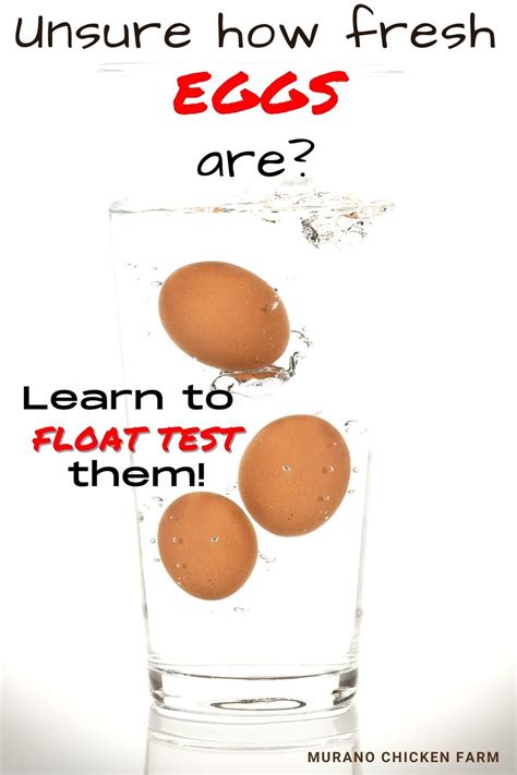 How To Float Test Eggs Best Chickens For Eggs Backyard Chicken