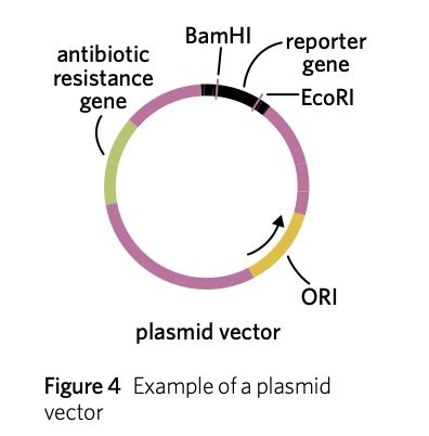 Recombination And Transformation Flashcards Quizlet