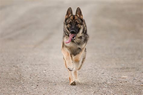 Sable German Shepherd Running with Tongue Out Photograph by Ashley Swanson