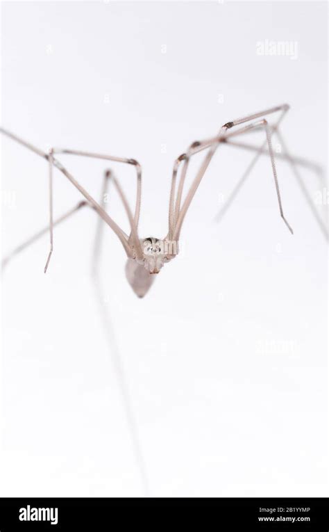 Pholcidae Pholcus Phalangioides Macro De Ara A De Bodega Ara A De