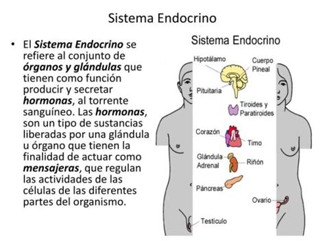 Sistema Endocrino Sus Partes Y Funcionamiento Con Imágenes