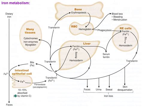 Iron Absorption Pathway