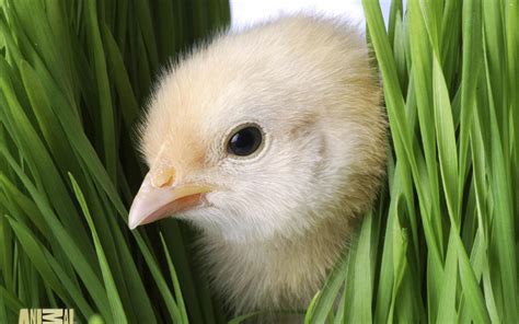 Chick Wallpapers Wallpaper Cave