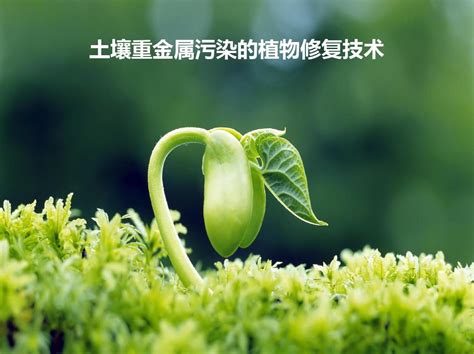 土壤重金属污染的植物修复技术 Pptword文档在线阅读与下载免费文档