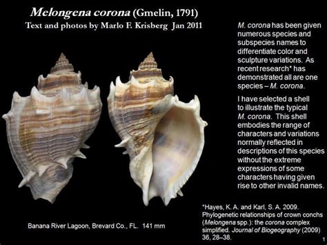 American Crown Conch Aaoa 1st Floor Classroom · Inaturalist