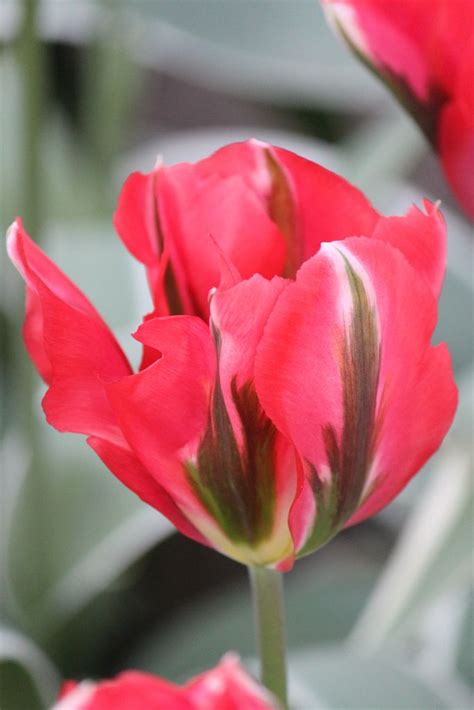 Photography Tulip Esperanto Giardini Di Cottage Tonalit Chiare