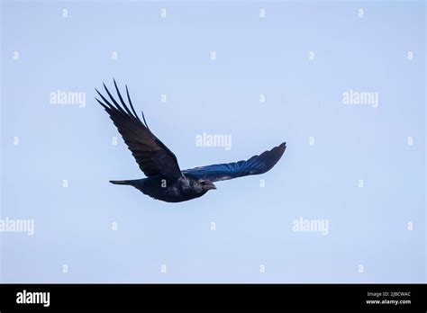 Closeup Of A Carrion Crow Corvus Corone Black Bird In Flight Stock