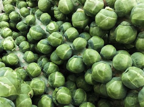 Long Island Improved Brussel Sprouts Seeds Seeds Heirloom Non