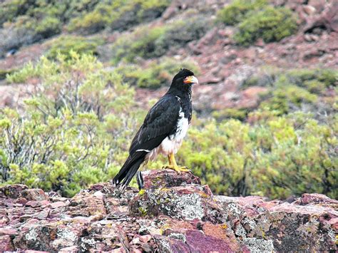 Lagunas De Epu Lauquen El Para So De Las Aves Diario R O Negro