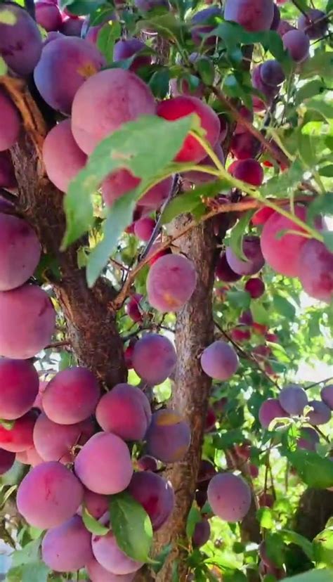 Pin av Hilda Sanjurjo på Fruit Trees