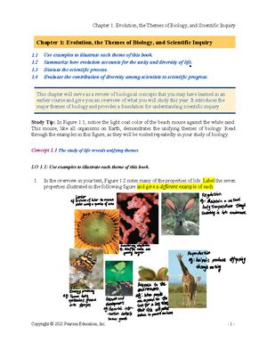 Sponge Bob Genetics Assignment Studyguide Bikini Bottom Genetics Scientists At Bikini Bottoms