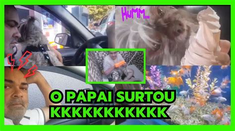 Vlog Rotina do Meu Shihtzu Papai Bravo no Méqui Após 1 hora de