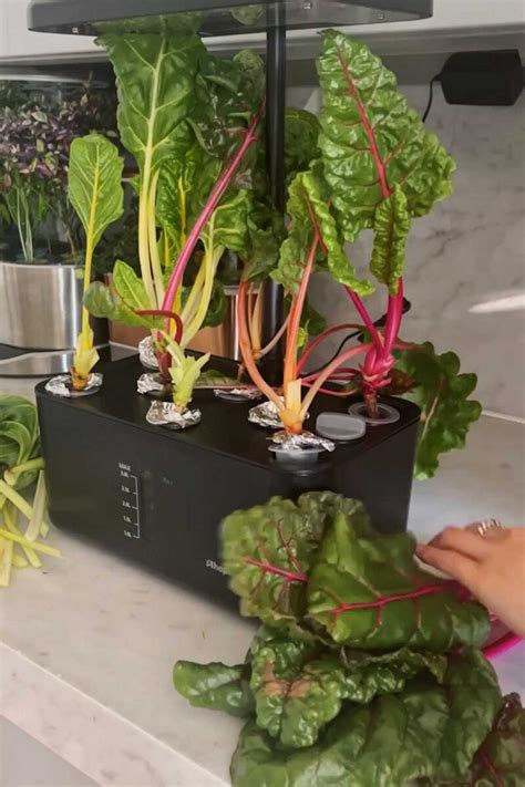 How to Grow Swiss Chard Indoors