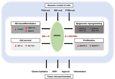 Development Of Nepc By The Srrm Mediated Rna Splicing Network The