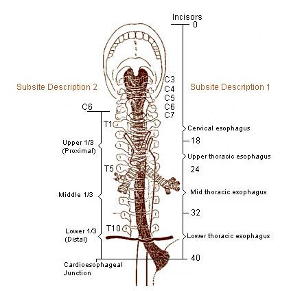 Esophagus Diagram Labeled