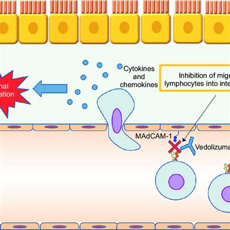 Mechanism of action of tumor necrosis factor (TNF) inhibitors. MAPK,... | Download Scientific ...