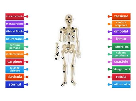 Scheletul Uman Labelled Diagram