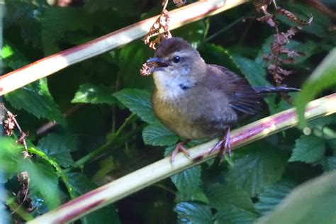 Evergreen Forest Warbler Holmen Birding Safaris