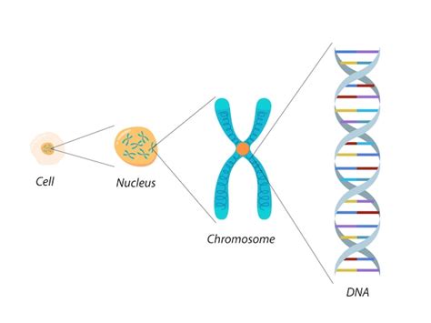 Premium Vector | Structure of Cell Chromosome and DNA Molecular biology