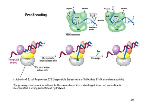 Ppt Dna As A Nanostructure The Central Dogma Powerpoint Presentation