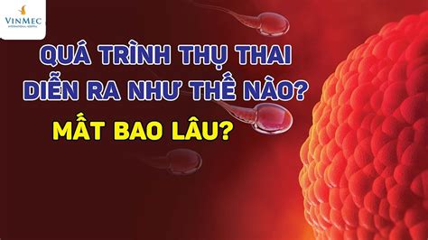 Quá trình thụ thai diễn ra như thế nào và trong bao lâu YouTube