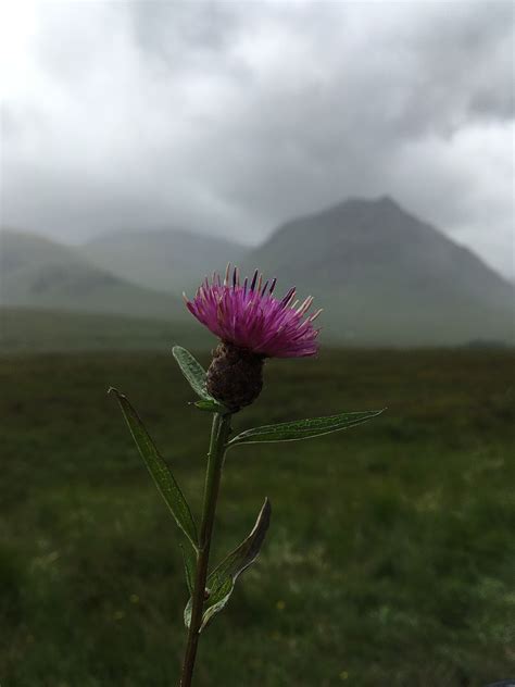 Field Of Scottish Thistle