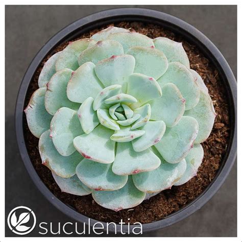 Pachyphytum Compactum X E Colorata Suculentia Venta Online De