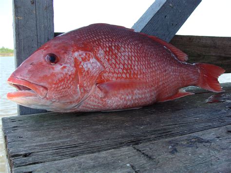 Last Day Of Red Snapper Fishing Season Wednesday