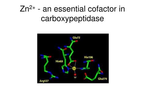 PPT Enzymes Protein Catalysts PowerPoint Presentation Free