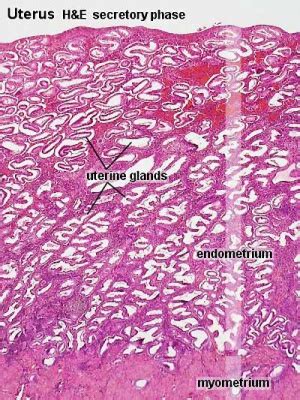 View Uterus Histology Diagram Labeled