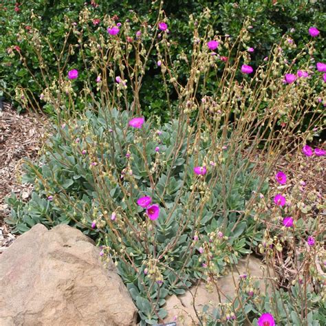 Pink Rock Purslane Calandrinia Spectabilis