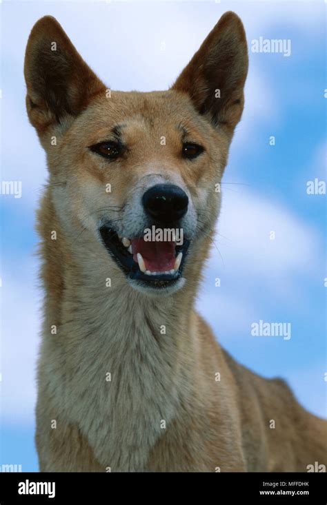 Dingo Head Detail Canis Familiaris Dingo Australia Introduced There